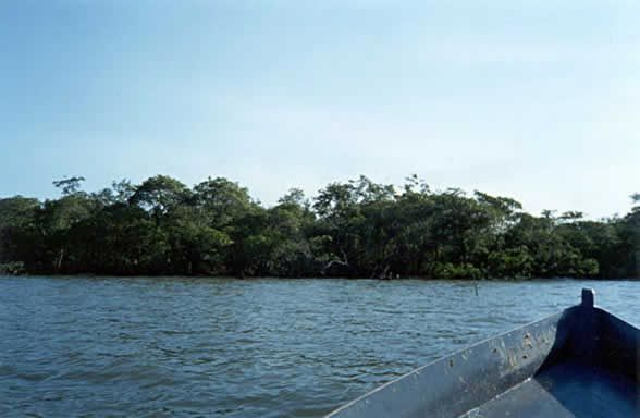 A foz do Rio Cubatão se encontra nos manguezais da Baía da Babitonga.