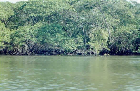 O mangue preservado é o maior berçário da vida marinha, além de reter os sedimentos provenientes do continente, evitando o assoreamento da Baía da Babitonga.